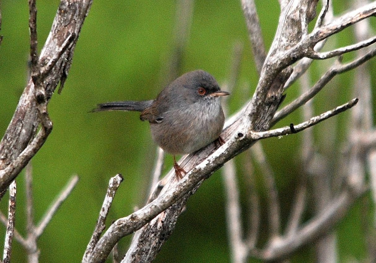 Magnanina femmina (Sylvia undata)